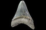 Serrated, Fossil Megalodon Tooth #72482-1